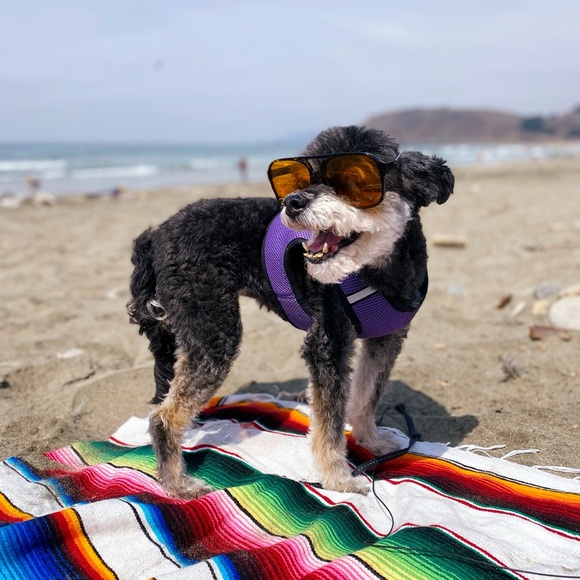 Hey Posh Friends! - Picture 4 of 7